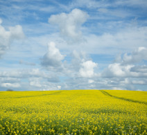 Rapeseed Field